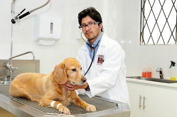 Ozono en Veterinarias